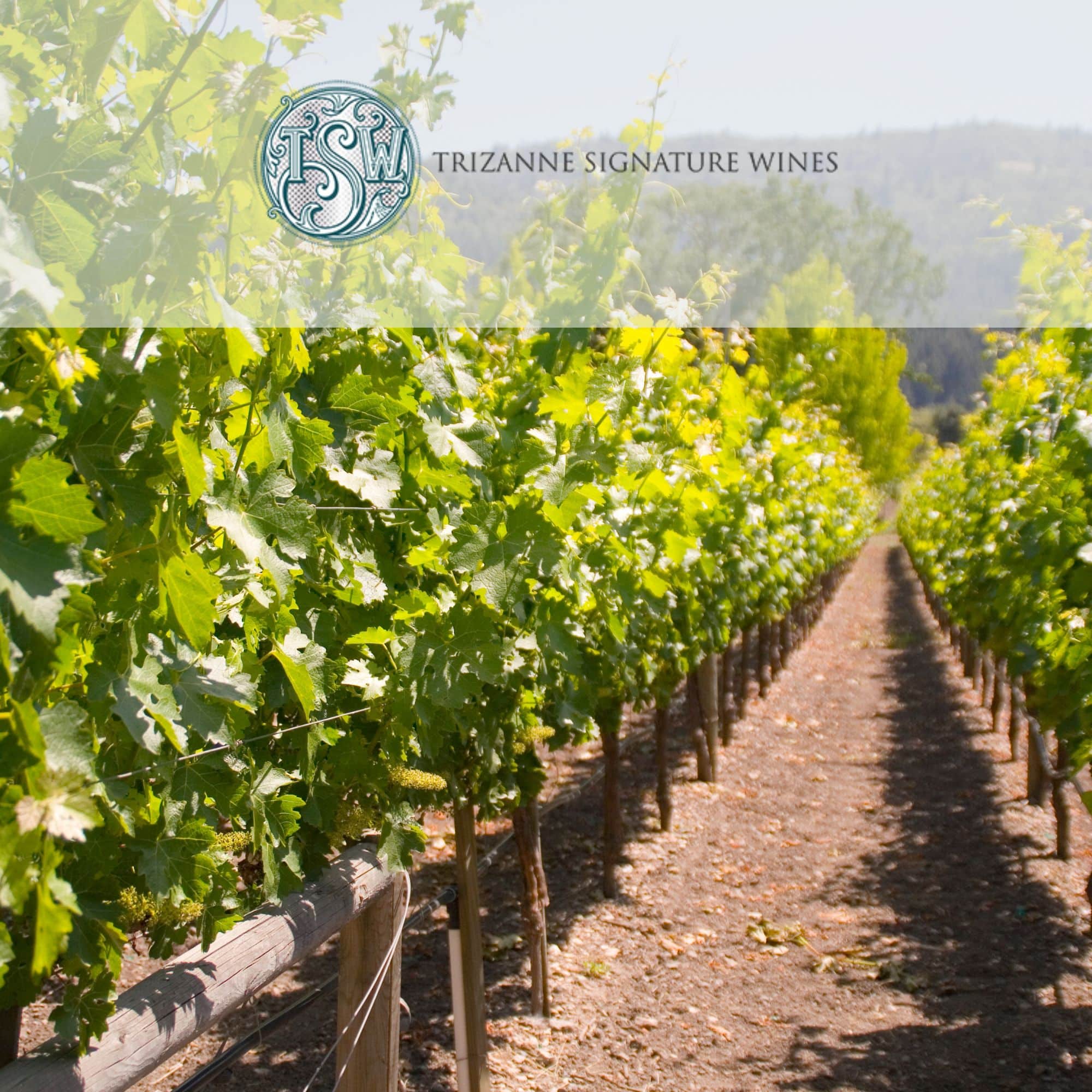 Trizanne Signature Wines