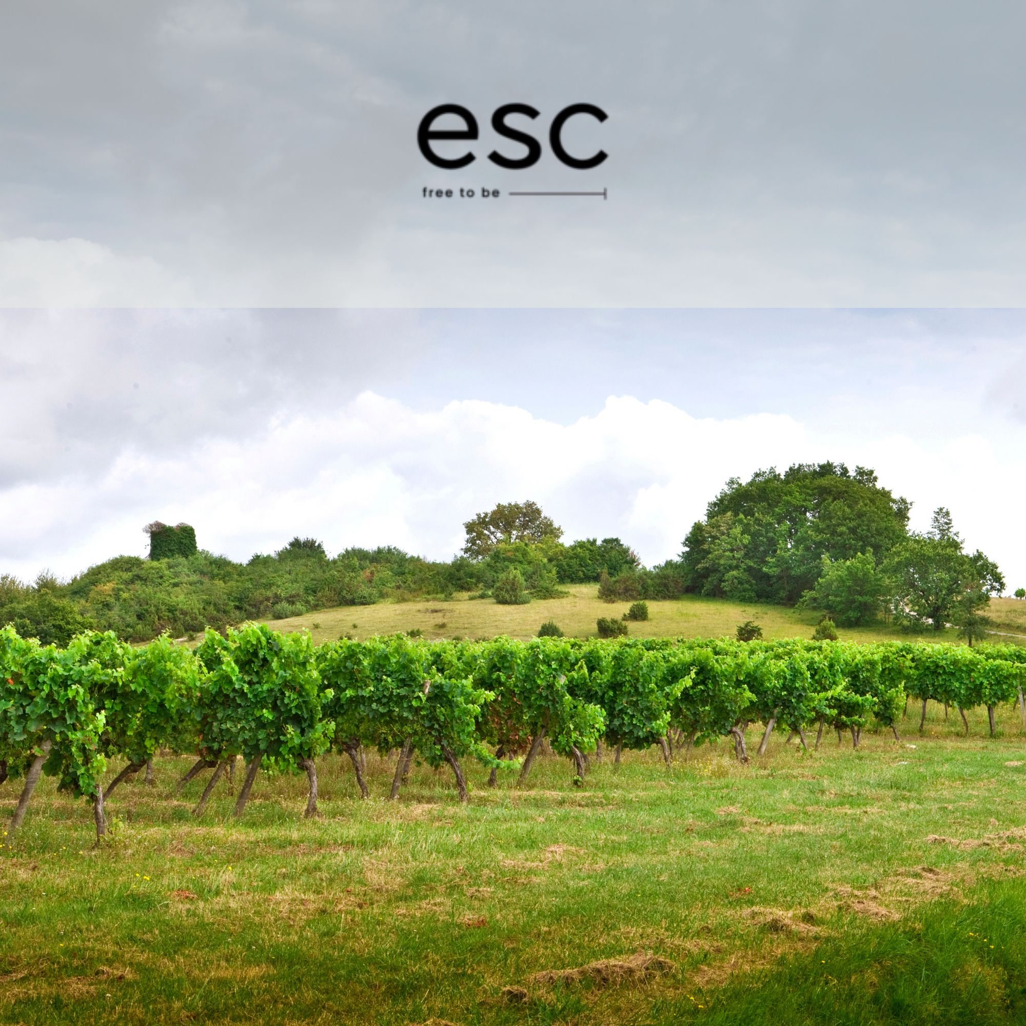 Escape Wines