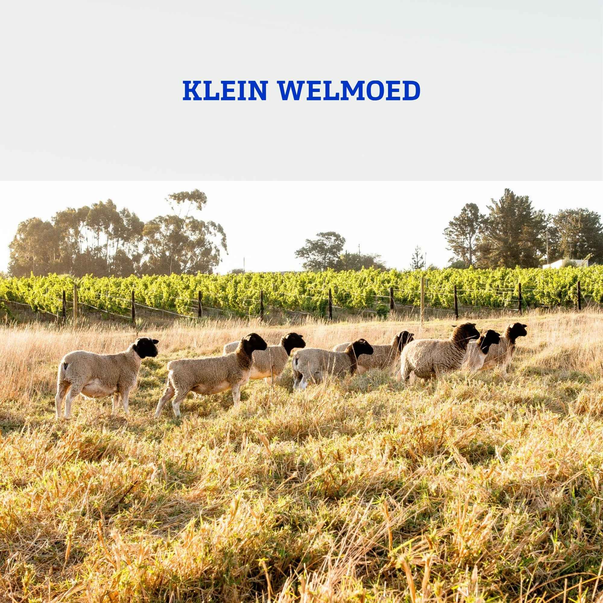 Klein Welmoed Vineyards