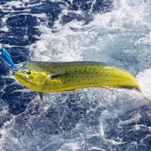 Lures