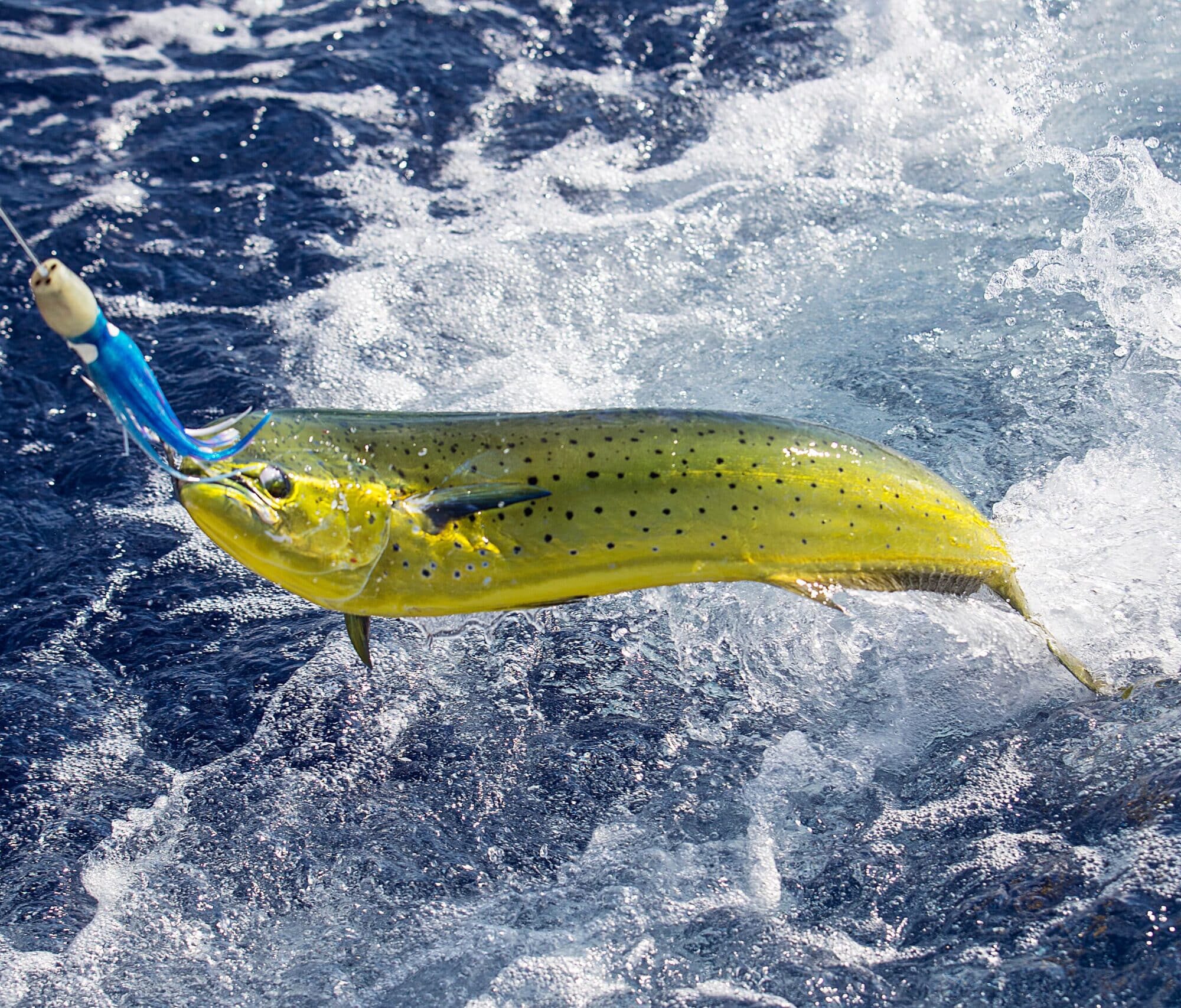 Lures