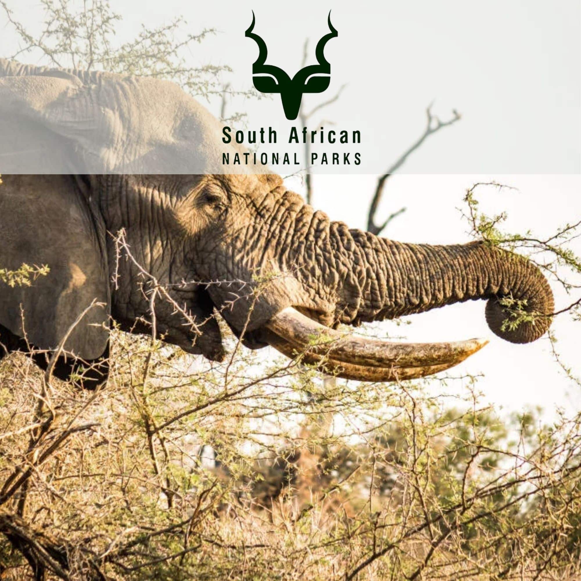 Kruger National Park, Satara Camp